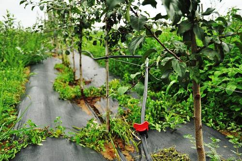 蘋果園水肥一體化技術有哪些要點？