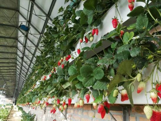 草莓怎么立體栽培？立體種植草莓技術(shù)介紹